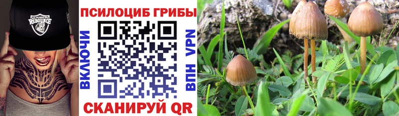 Галлюциногенные грибы прущие грибы  где найти наркотики  Белинский 